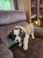 Light Blue , a male Saint Bernard for sale in Springfield, MN – 2 of 2