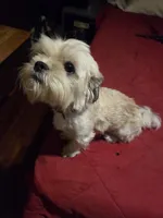 Bear, a male Maltese and Shih Tzu for sale in Jacksonville, FL – 3 of 3