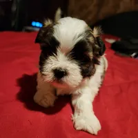 Boy #1, a male Mal Shi for sale in Jacksonville, FL – Photo 1 of 3