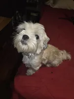 Tux, a male Maltese and Shih Tzu for sale in Jacksonville, FL – 2 of 4