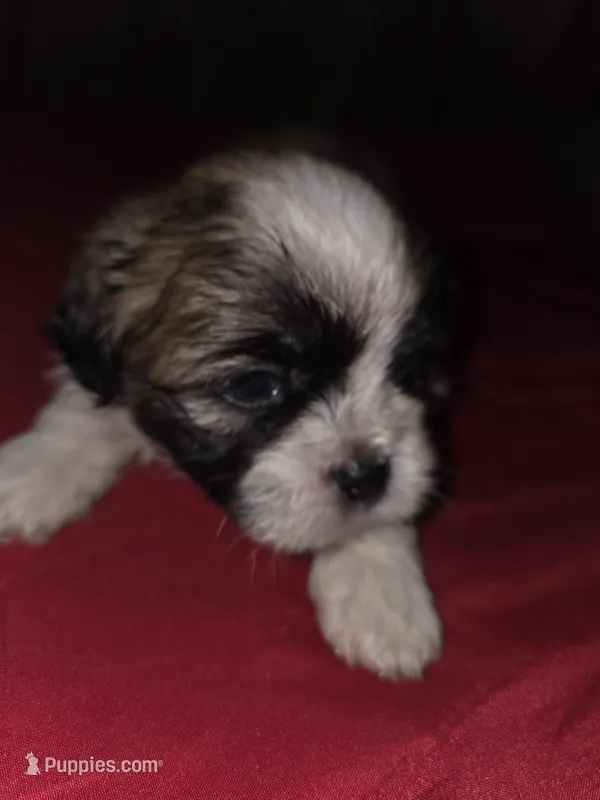 Brownie – Maltese, Shih Tzu puppy for sale in Jacksonville, FL