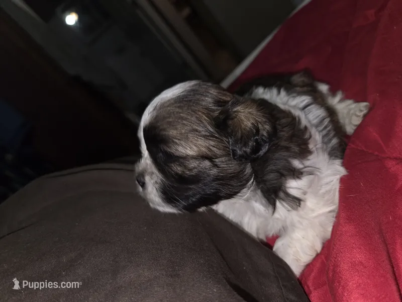 Bear – Maltese, Shih Tzu puppy for sale in Jacksonville, FL