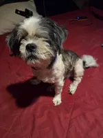 Princess , a female Maltese and Shih Tzu for sale in Jacksonville, FL – 3 of 3
