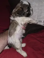 Spike, a male Maltese and Mal Shi for sale in Jacksonville, FL – 2 of 4
