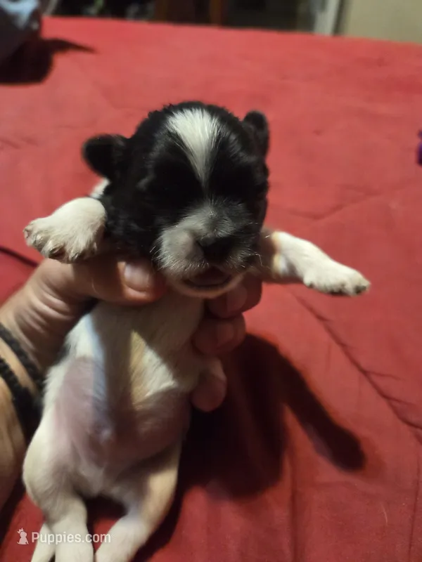 Tux – Maltese, Shih Tzu puppy for sale in Jacksonville, FL