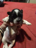 Tux, a male Maltese and Shih Tzu for sale in Jacksonville, FL – 1 of 4