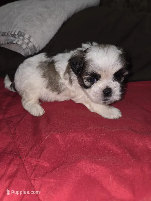 Princess  – Maltese, Shih Tzu puppy for sale in Jacksonville, FL