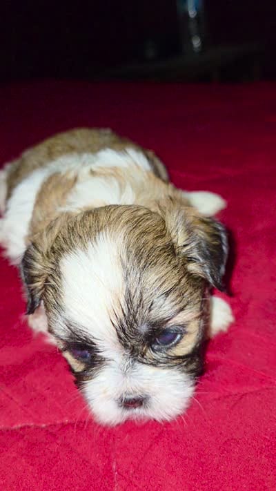 Spike, a male Maltese and Mal Shi for sale in Jacksonville, FL – 4 of 4
