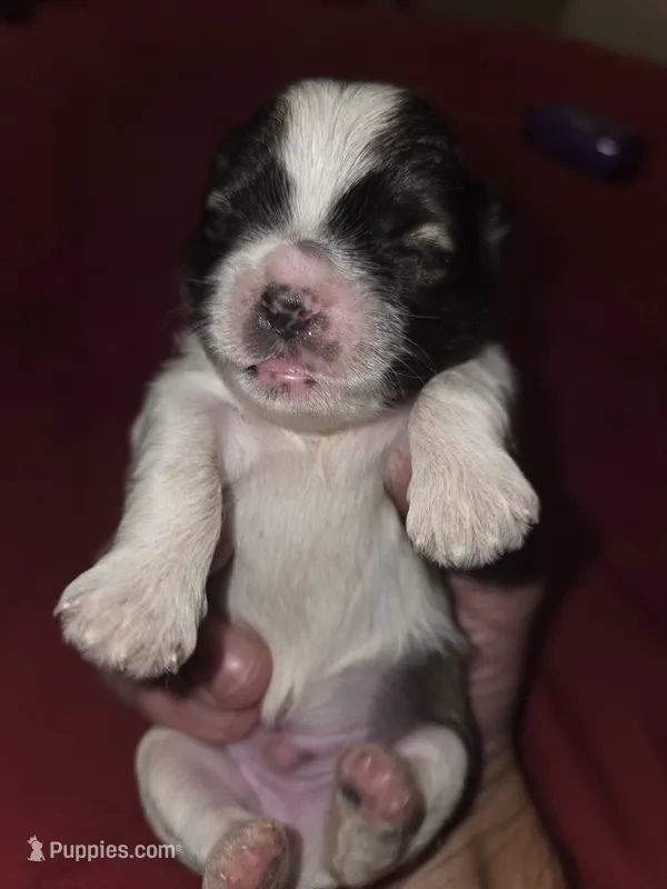 Brownie – Maltese, Shih Tzu puppy for sale in Jacksonville, FL