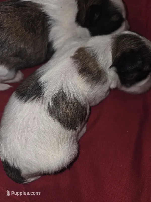 Princess  – Maltese, Shih Tzu puppy for sale in Jacksonville, FL
