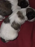 Princess , a female Maltese and Shih Tzu for sale in Jacksonville, FL – 1 of 3
