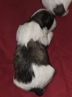 Bear, a male Maltese and Shih Tzu for sale in Jacksonville, FL – 1 of 3