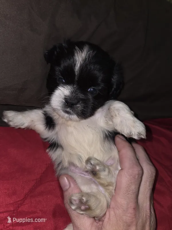 Tux – Maltese, Shih Tzu puppy for sale in Jacksonville, FL