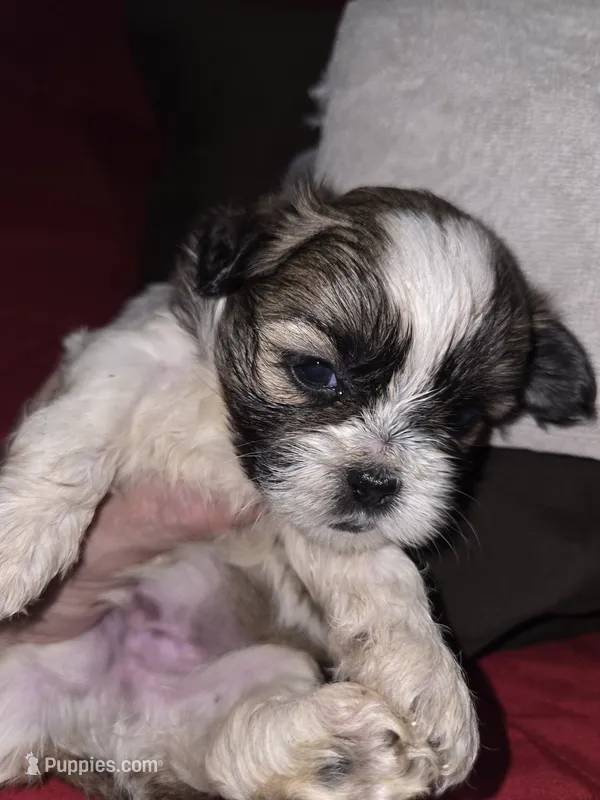 Spike – Maltese, Mal Shi puppy for sale in Jacksonville, FL