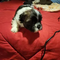 Boy #2, a male Maltese and Mal Shi for sale in Jacksonville, FL – Photo 2 of 4
