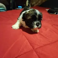 Boy #2, a male Maltese and Mal Shi for sale in Jacksonville, FL – Photo 4 of 4