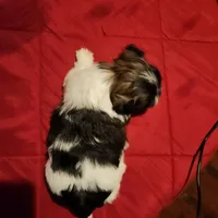 Boy #2, a male Maltese and Mal Shi for sale in Jacksonville, FL – Photo 3 of 4