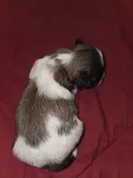 Brownie, a male Maltese and Shih Tzu for sale in Jacksonville, FL – 2 of 4