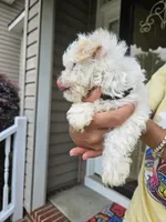 Female 2 Maltese , a female Maltese for sale in Charlotte, NC – 5 of 5