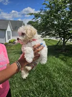Male Maltese , a male Maltese for sale in Charlotte, NC – 4 of 6