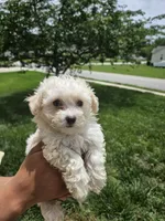 Female 3 Maltese , a female Maltese for sale in Charlotte, NC – 3 of 5