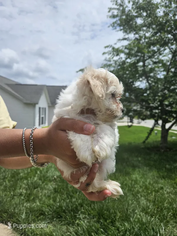 Female 1 maltese  – Maltese puppy for sale in Charlotte, NC