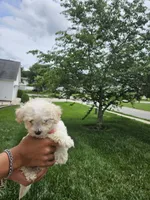Male Maltese , a male Maltese for sale in Charlotte, NC – 2 of 5