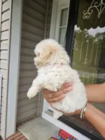 Male Maltese , a male Maltese for sale in Charlotte, NC – 3 of 5