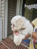 Female 1 maltese , a female Maltese for sale in Charlotte, NC – 2 of 5