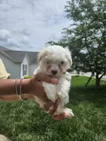 Female 1 maltese , a female Maltese for sale in Charlotte, NC – 4 of 5