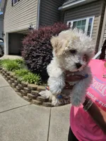 Male Maltese , a male Maltese for sale in Charlotte, NC – 6 of 6