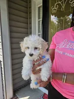 Male Maltese , a male Maltese for sale in Charlotte, NC – 5 of 6