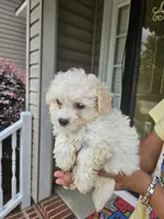 Female 3 Maltese , a female Maltese for sale in Charlotte, NC – 2 of 5