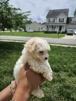 Female 3 Maltese , a female Maltese for sale in Charlotte, NC – 4 of 5