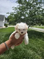 Female 2 Maltese , a female Maltese for sale in Charlotte, NC – 3 of 5
