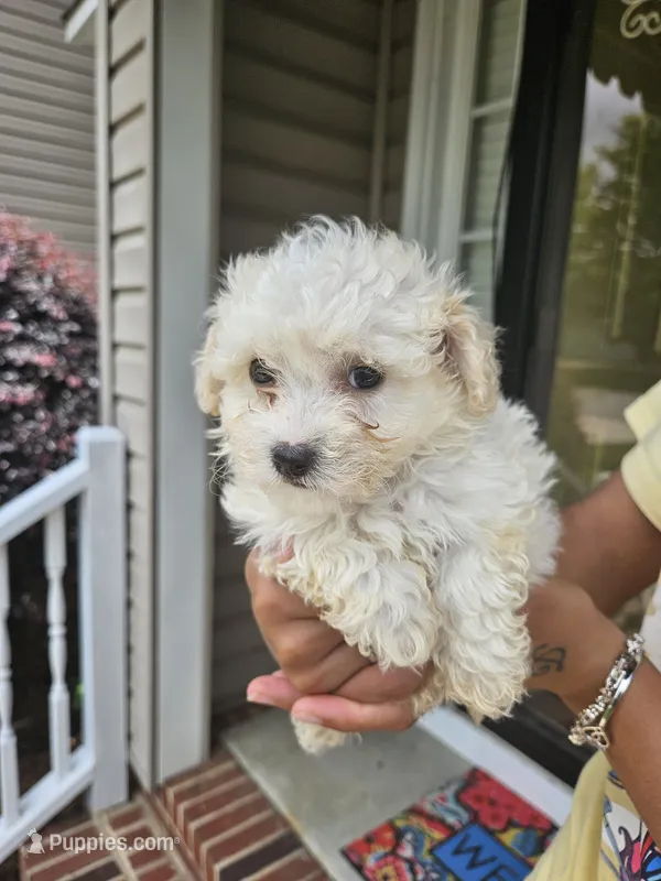 Female 3 Maltese  – Maltese puppy for sale in Charlotte, NC