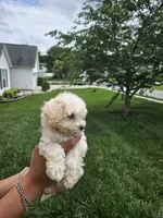 Male Maltese , a male Maltese for sale in Charlotte, NC – 4 of 5