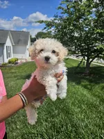 Male Maltese , a male Maltese for sale in Charlotte, NC – 3 of 6