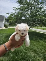 Female 2 Maltese , a female Maltese for sale in Charlotte, NC – 4 of 5