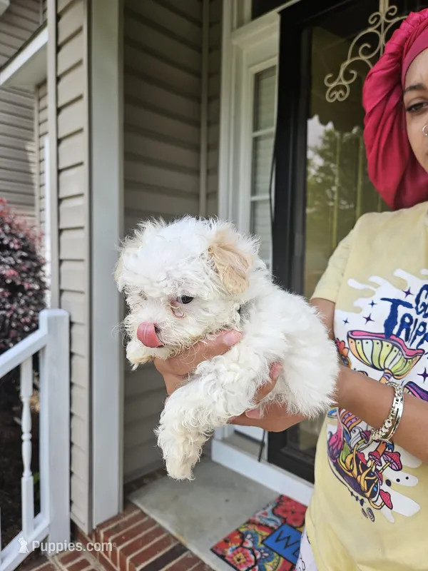 Female 2 Maltese  – Maltese puppy for sale in Charlotte, NC