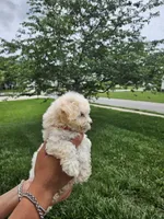 Male Maltese , a male Maltese for sale in Charlotte, NC – 5 of 5