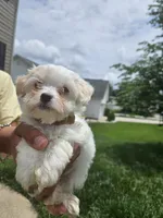 Female 1 maltese , a female Maltese for sale in Charlotte, NC – 3 of 5