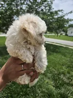 Female 3 Maltese , a female Maltese for sale in Charlotte, NC – 5 of 5