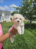Male Maltese , a male Maltese for sale in Charlotte, NC – 2 of 6