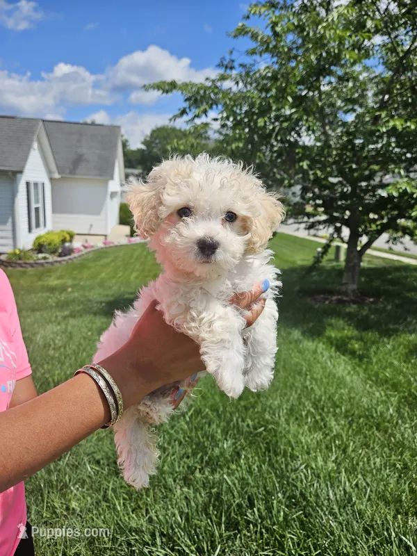 Male Maltese  – Maltese puppy for sale in Charlotte, NC