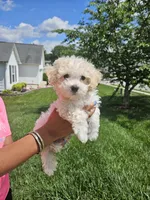 Male Maltese , a male Maltese for sale in Charlotte, NC – 1 of 6