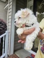Female 2 Maltese , a female Maltese for sale in Charlotte, NC – 2 of 5