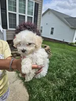 Male Maltese , a male Maltese for sale in Charlotte, NC – 1 of 5