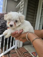 Female 1 maltese , a female Maltese for sale in Charlotte, NC – 5 of 5