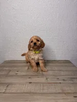 Buttercup, a female Miniature Goldendoodle for sale in Sacramento, CA – Photo 1 of 2